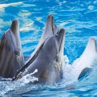  Leer van de dolfijn! - Duurzame gedragsverandering! Hoe?