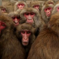 group-monkey
