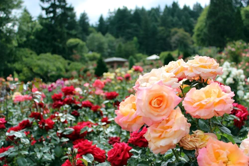 Portland-rose-garden3