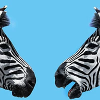 2zebras