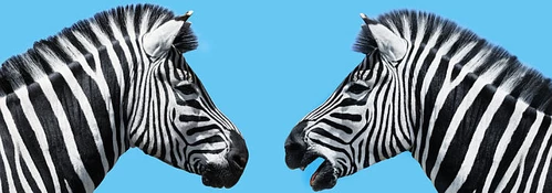 2zebras