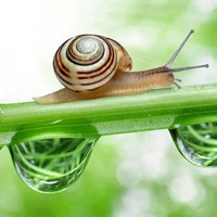 Snail-Macro-Wallpaper