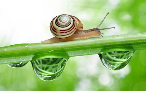 Snail-Macro-Wallpaper