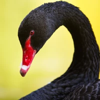 black-swan