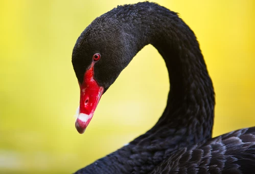 black-swan