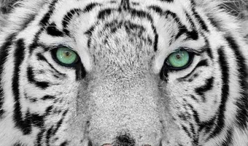 Kenniswerkers zijn bezorgd over de Aziatische tijger - Vraagtekens bij de concurrentiepositie van Nederland
