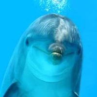 Karper, Haai of Dolfijn - Over effectiever omgaan met verandering
