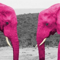 2elephants_facing