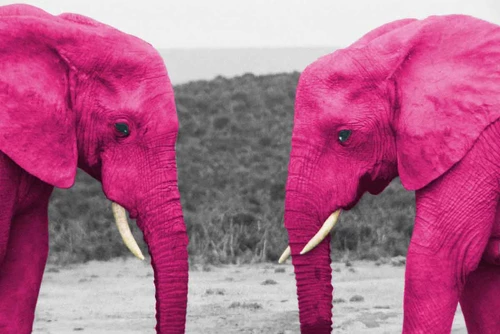 2elephants_facing