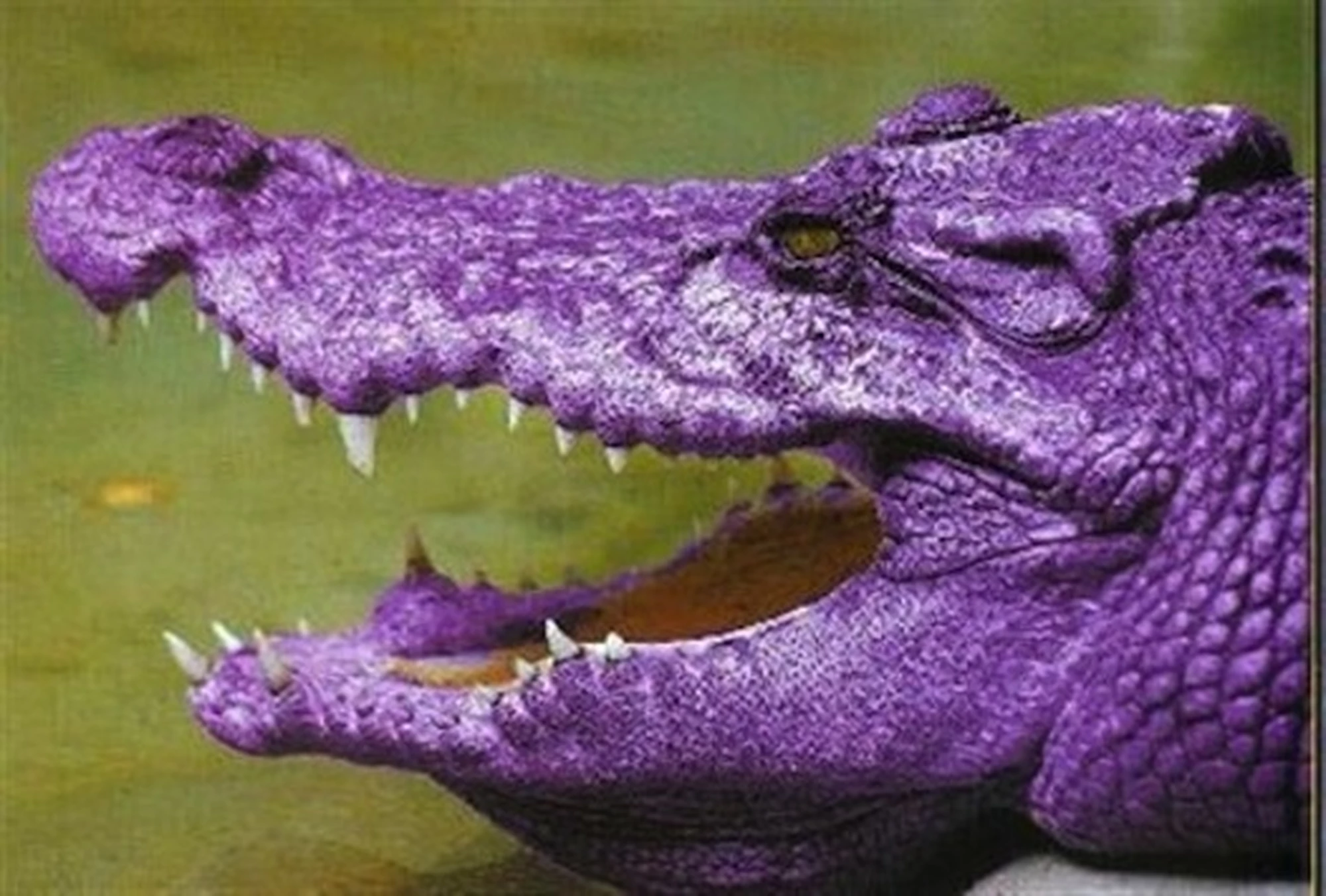 paarse krokodil rukt op! ManagementSite
