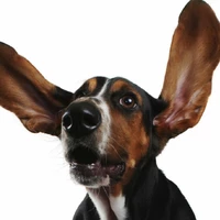 Dog w Big Ears