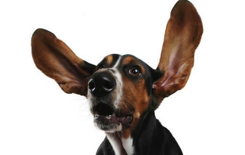 Dog w Big Ears