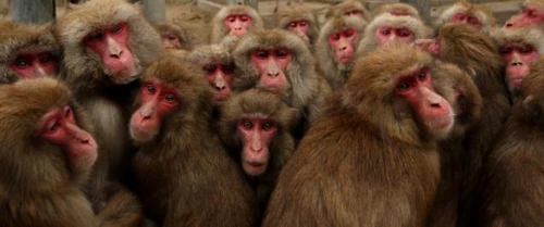 group-monkey