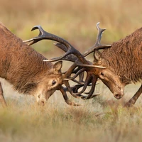 Close,Up,Of,Red,Deer,Fighting,During,Rutting,Season,In