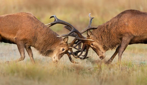 Close,Up,Of,Red,Deer,Fighting,During,Rutting,Season,In