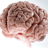 alg-model-brain-jpg