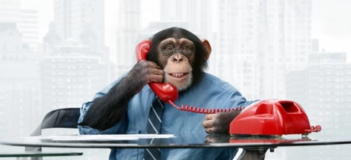 monkey-phone