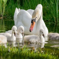 Big swan family