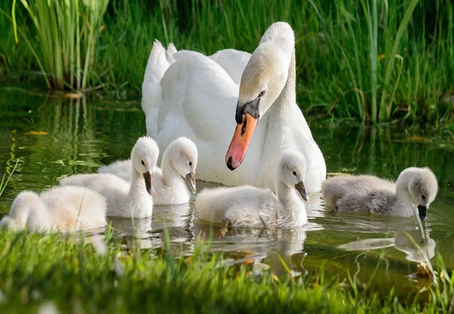 Big swan family