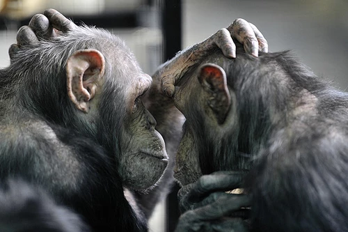 Valentijnsdag voor chimpansees