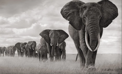 elephant-herd