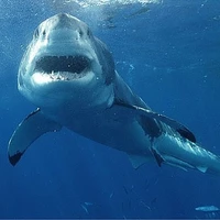 shark-cropped_3448789b