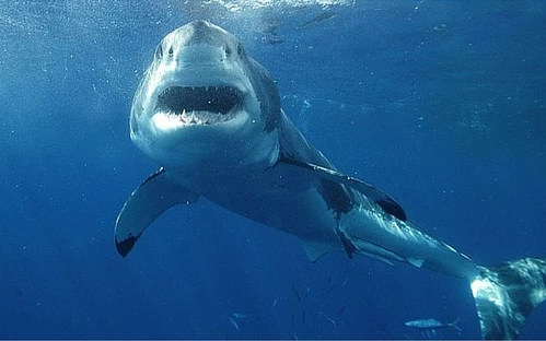 shark-cropped_3448789b