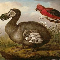 artists-impression-dodo