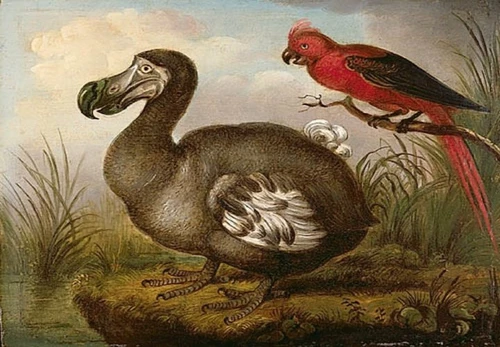 artists-impression-dodo