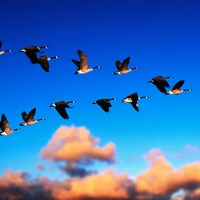 Canada Geese Flying at Sunrise