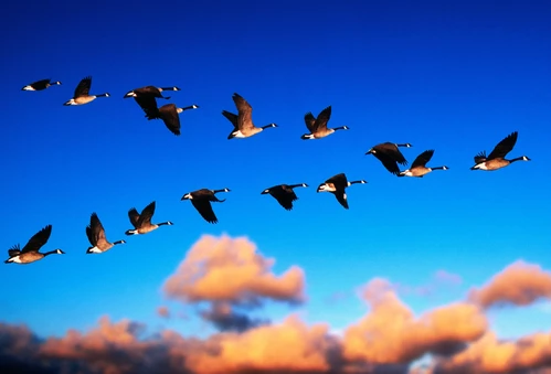Canada Geese Flying at Sunrise