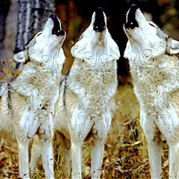 Howling wolves