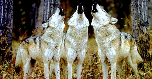 Howling wolves