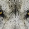 wolven-schaap