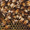 organic-organisation
