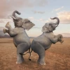 dancing-elephants