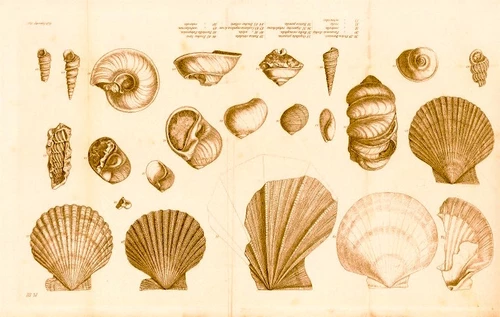 SHELL