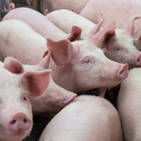 Livestock,Breeding.,Group,Of,Pigs,In,Farm,Yard.