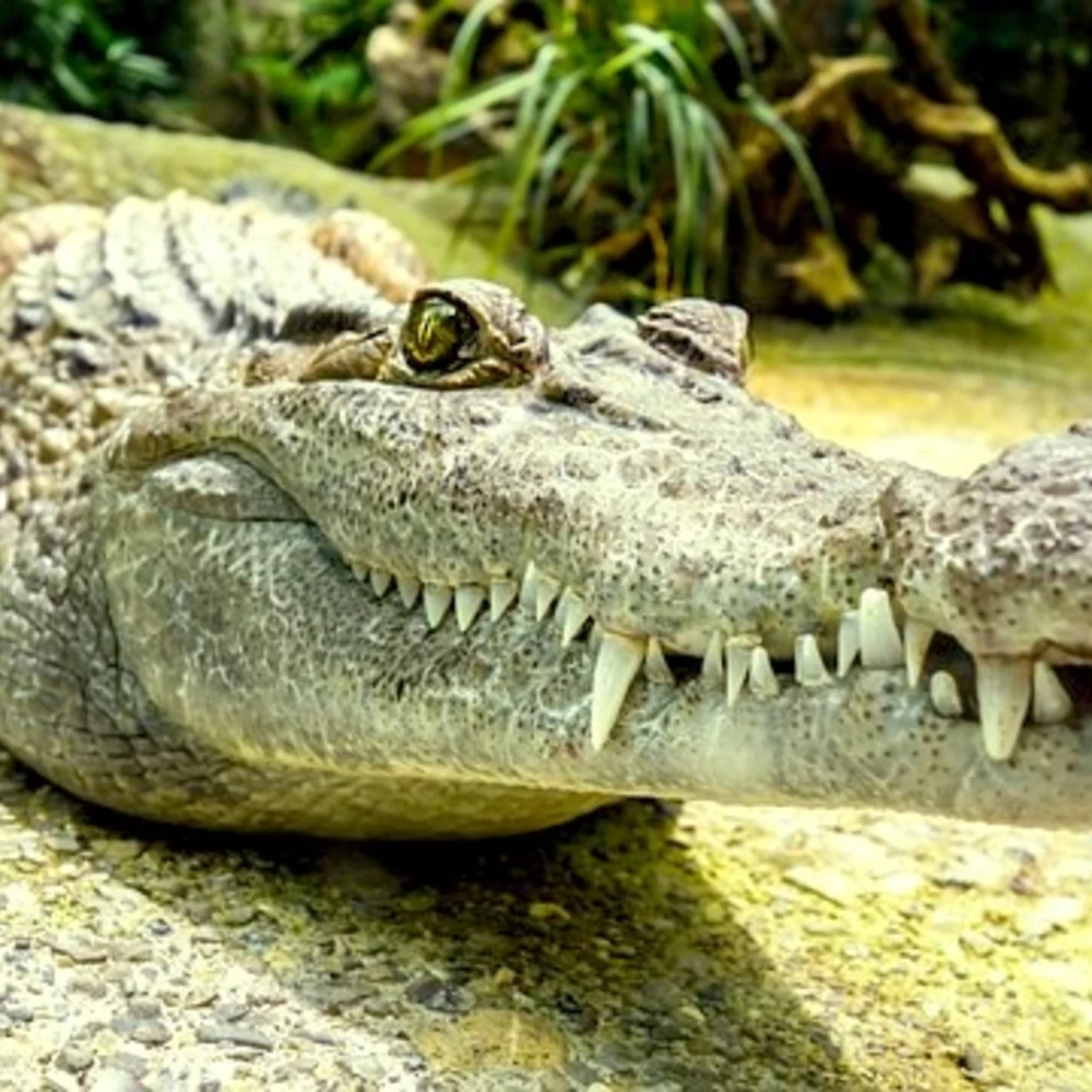 kroko