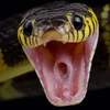mangrove snake full width