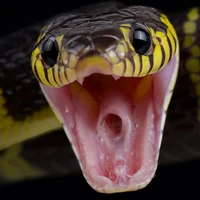 mangrove snake full width