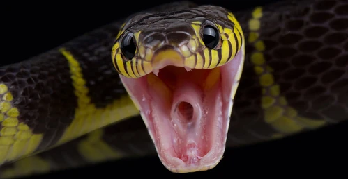 mangrove snake full width
