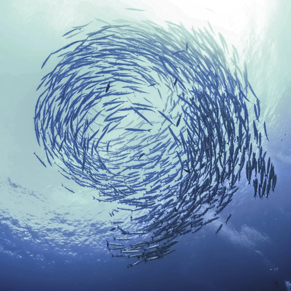 school of fish vortex 100678153 orig
