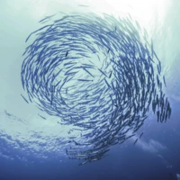 school of fish vortex 100678153 orig