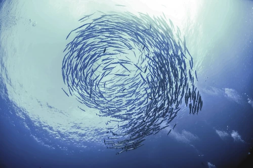 school of fish vortex 100678153 orig