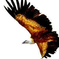 gier